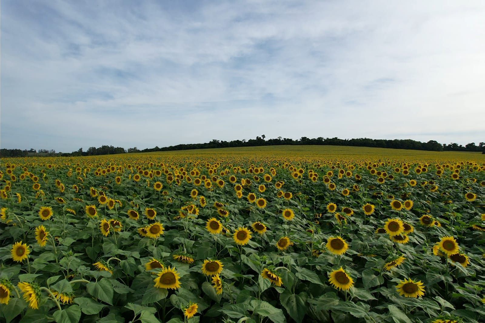 La Nación / Buscan ampliar superficie de cultivo de girasol